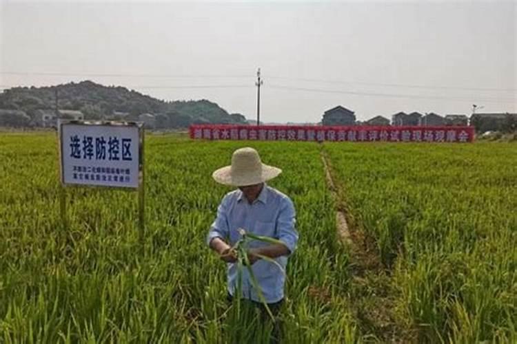 什么是鱼蛋白肥料,鱼蛋白肥料作用及使用方法