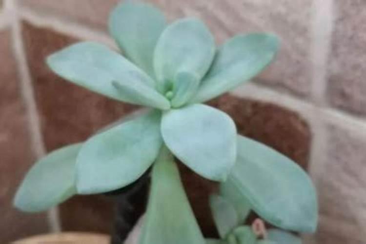 怎样养多肉才能又肥又厚