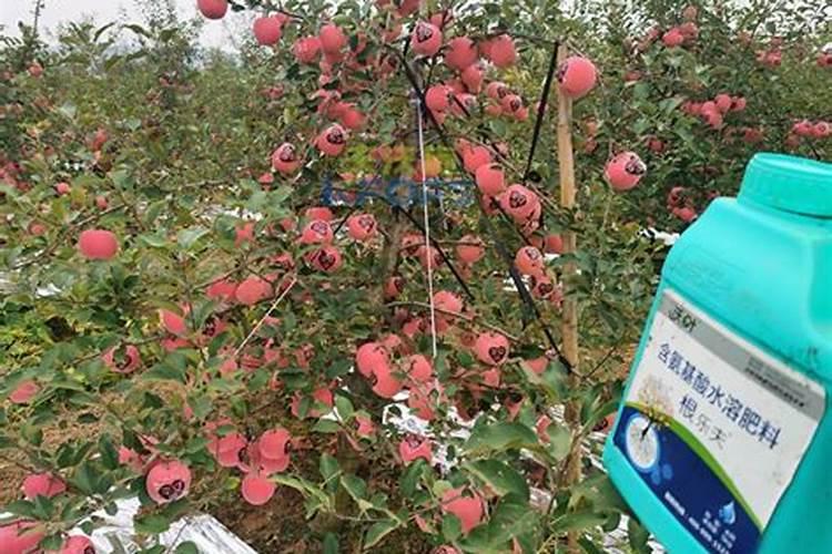 油菜籽施肥用什么肥料花卉百科
