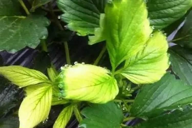 腐植酸水溶肥是什么肥料 腐植酸水溶肥料的作用有哪些
