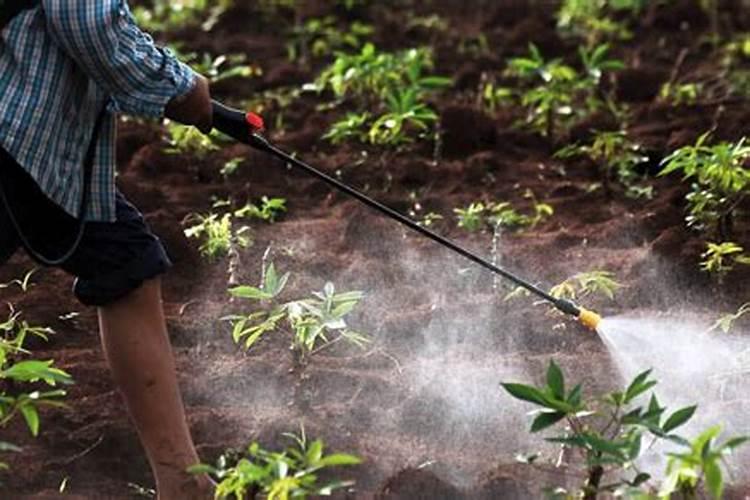茶花打花苞时怎样施肥