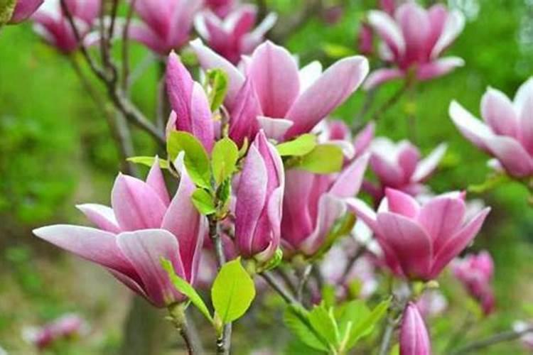 白兰花施什么肥料最好