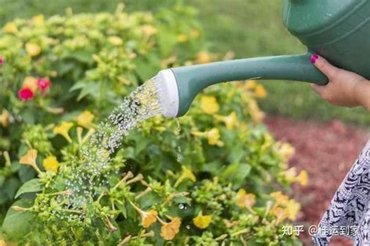月季花的施加肥料需要注意什么