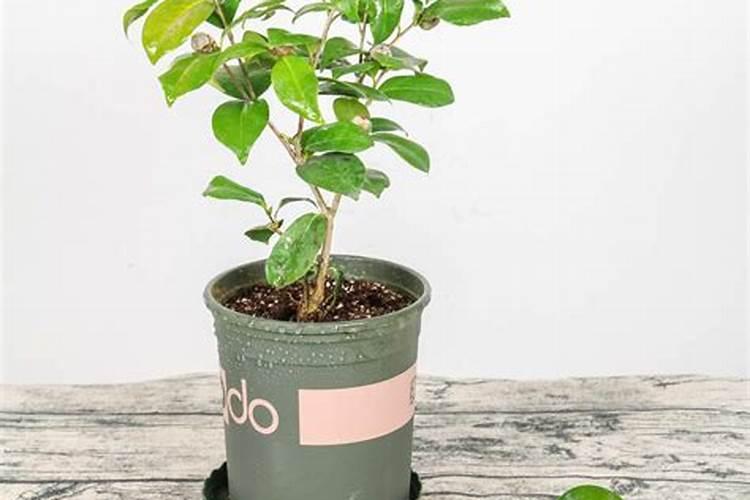 茶花用什么肥料好,茶花的四季施肥方法