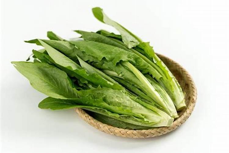 油麦菜种植方法及其注意事项