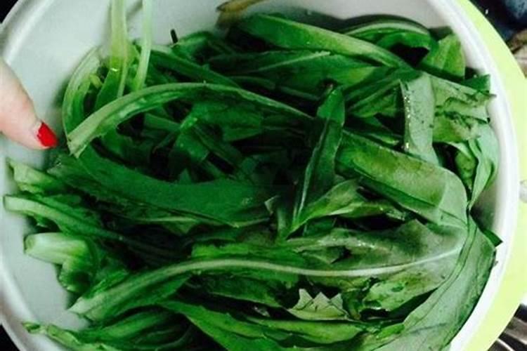 油麦菜几月份播种最适合