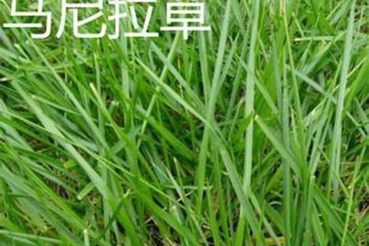 新铺草坪多久可以施肥