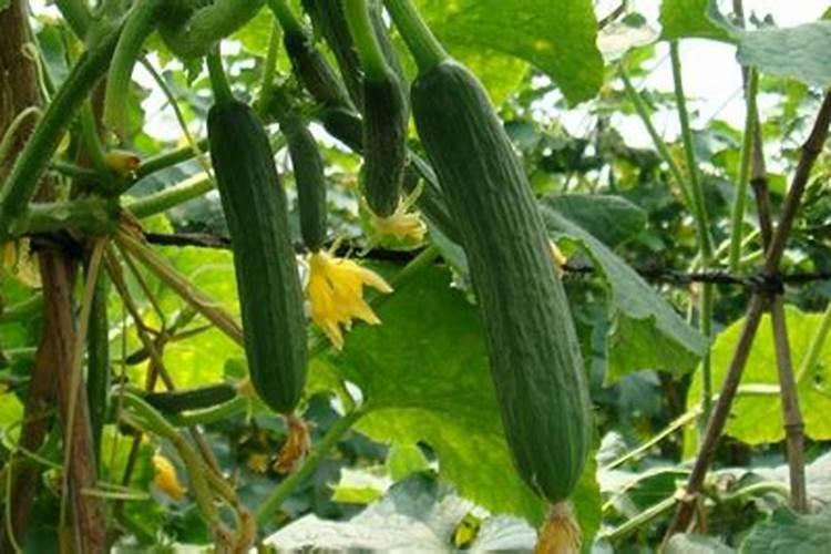 赤霉素、2.4D的功能是什么啊？