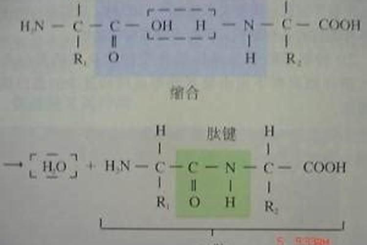 二肽转运为什么比氨基酸快
