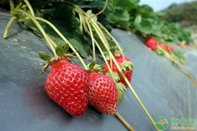 樱桃树花期叶面肥和蜂蜜水能混打吗？