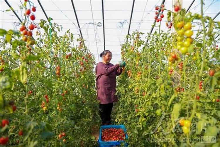 福进门大量元素水溶肥是通用的吗？