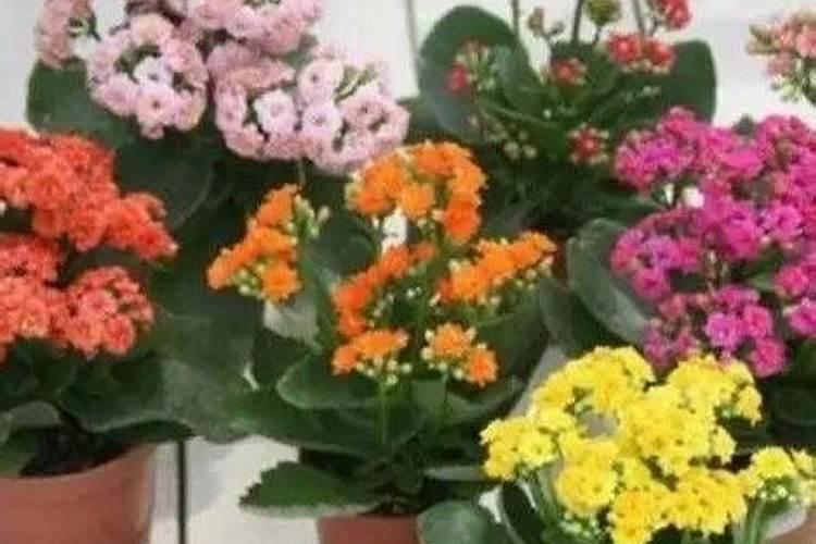 长寿花施肥方法,用什么肥好