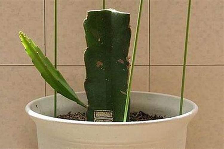 红心火龙果的种植条件是什么？该如何种植？