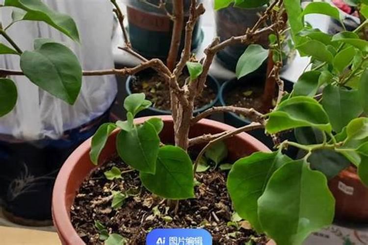 大葱叶面喷什么肥料好 用什么肥料长的快