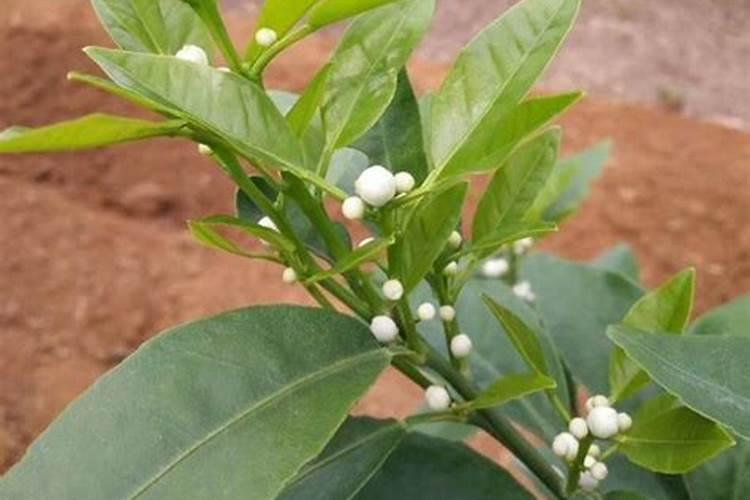 小柑橘果树可以施尿素吗？请问小柑橘果树用尿素的使用方法和时间。百度...