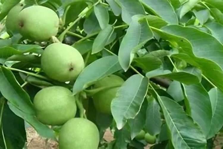这季节种核桃树上什么肥料