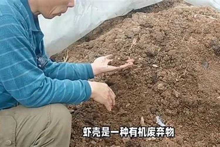 牡蛎壳粉可以做肥料吗