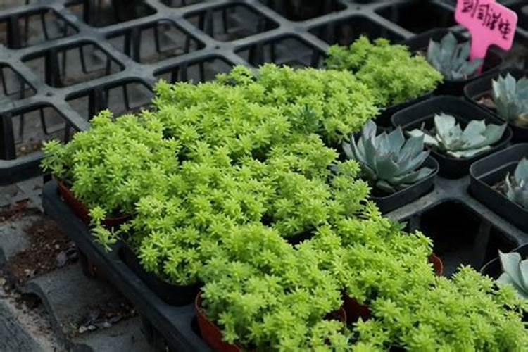 蔬菜大棚冲施敌百虫亩用量是多少？
