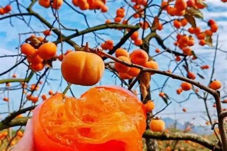 柿子树每年怎样施肥