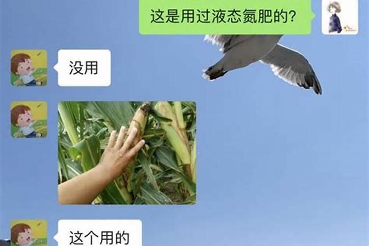 辣子地误把草甘膦当打虫药了怎么办