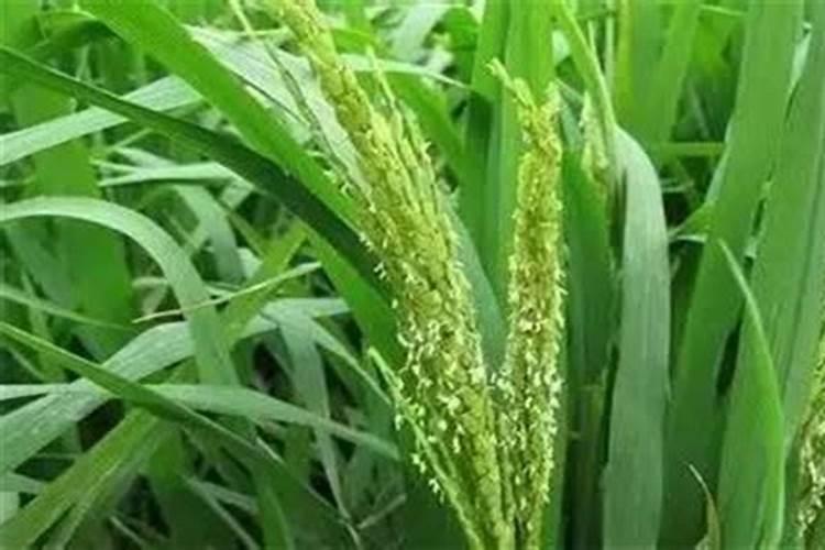 柑橘树施什么复合肥好呢？一年要施多少次？(大树)