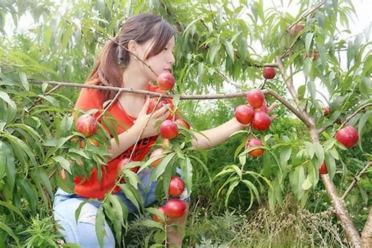 种葡萄需要哪些肥料？
