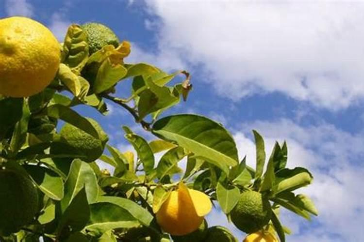 茶花开完花后需要施肥吗(开花前花苞露红施什么肥好)