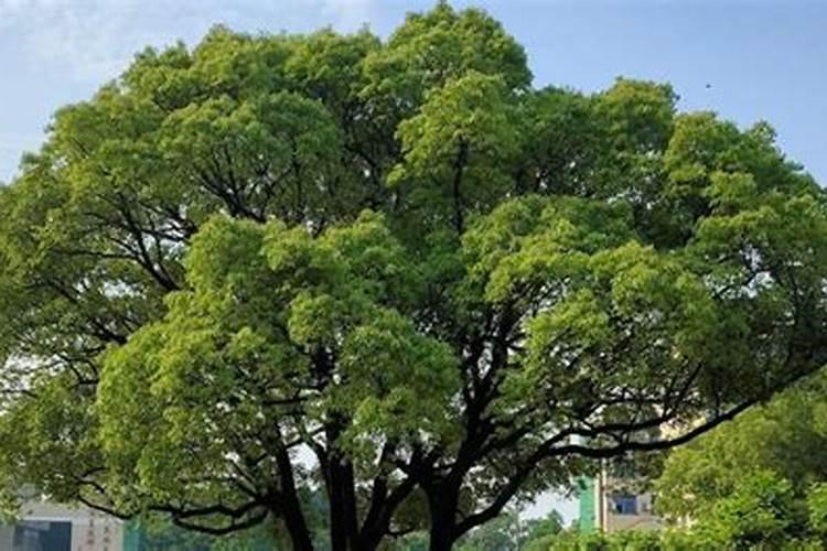 高温天气棉花打顶后喷什么效果好