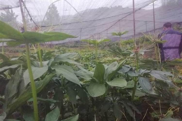 茶花移栽后叶子发黄怎么办？