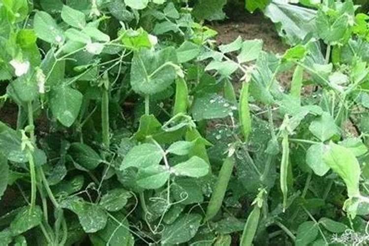 芸苔素的基本信息