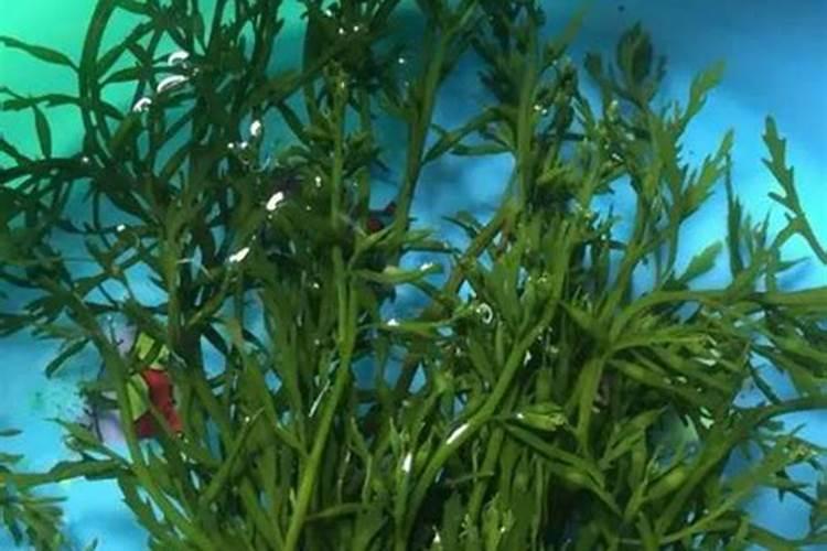 有什么做凉拌马尾藻的教程分享？