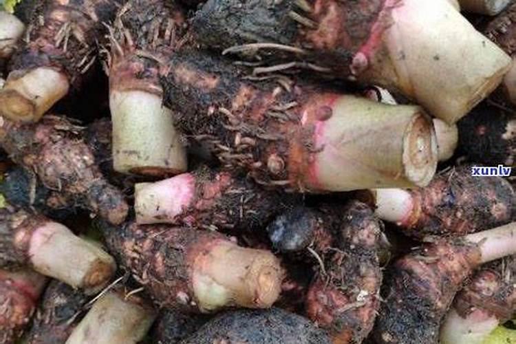 观叶植物用什么肥料好