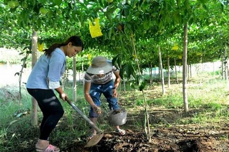 花草秋天多久施一次肥 花草秋季肥料施用频率