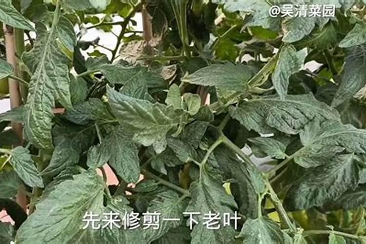 叶面肥烧叶症状