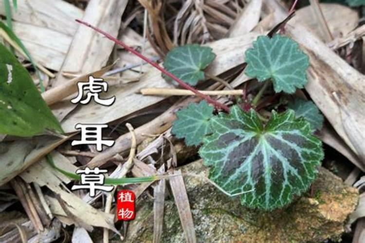 西红柿溃疡病灌根用什么药好