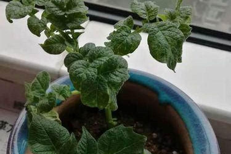 豆浆发酵后浇花施肥好吗