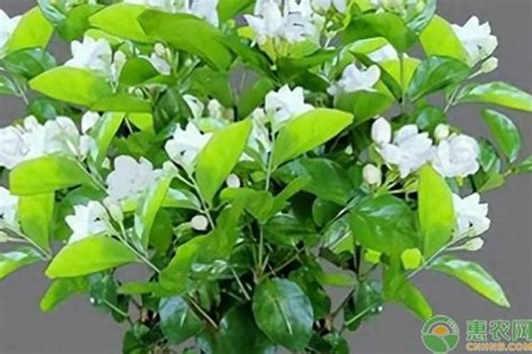 茉莉花浇什么肥料合适