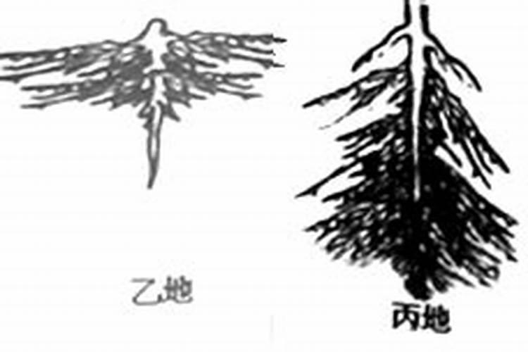 哪里肥料多,植物就向着哪里生长这句话对吗