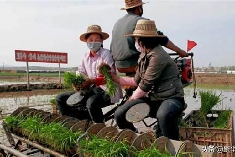 草莓蛋肥过高会导致瞎花吗？