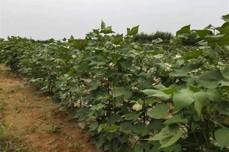 生产水溶肥需要办理哪些证件手续合法