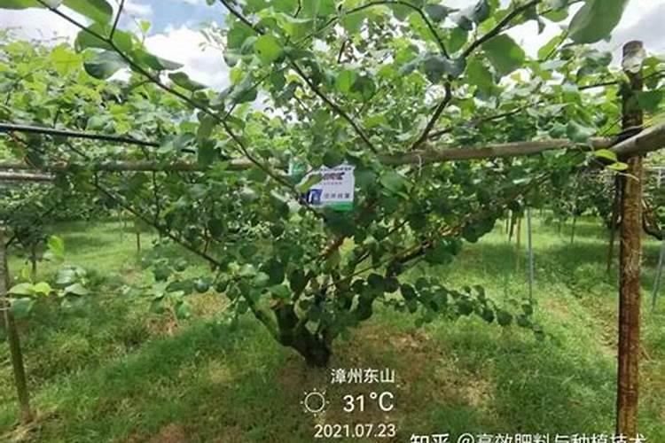 大青枣每次施肥量多少才能获得高产？