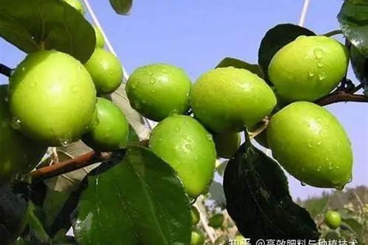 青枣不同时期使用什么肥