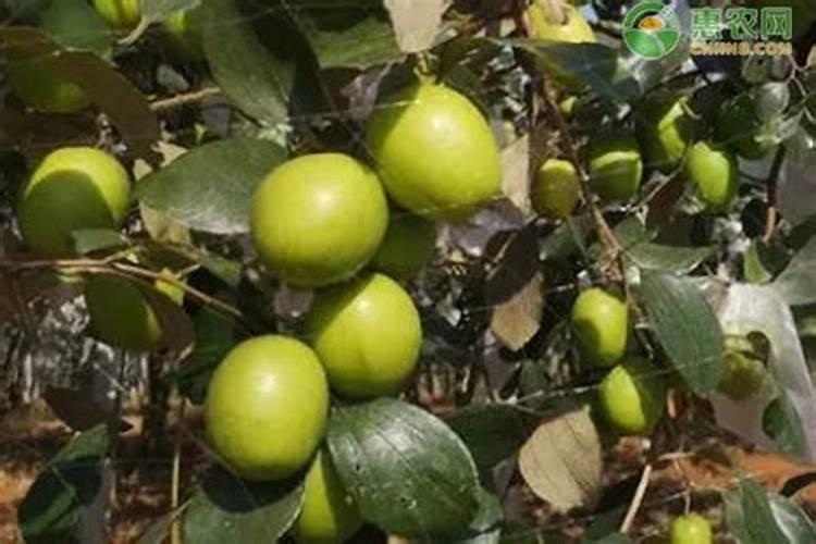 茶树要每天浇水施肥吗