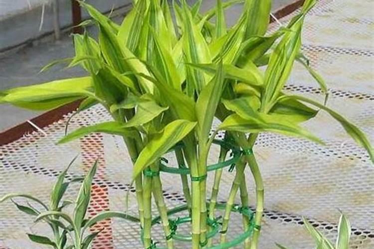 辣椒后期该用什么肥料