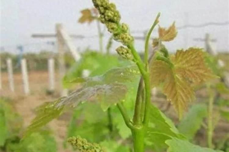 川芎栽培技术