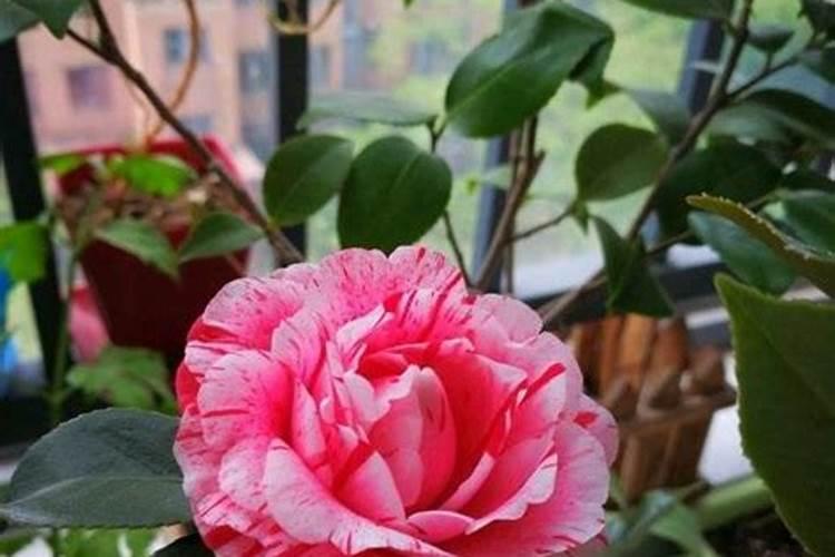 山茶花的种植方法