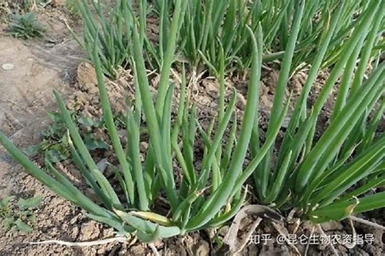 大蒜什么时候追肥最合适