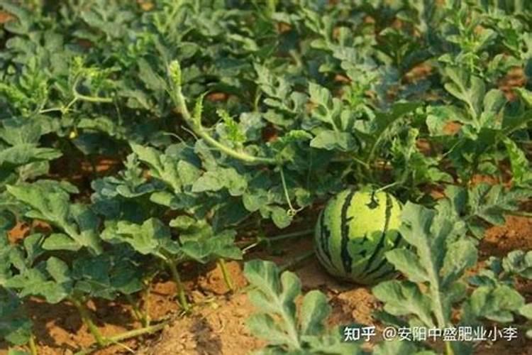 种西瓜用什么肥料最好