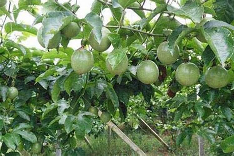 百香果挂果后施什么肥合适