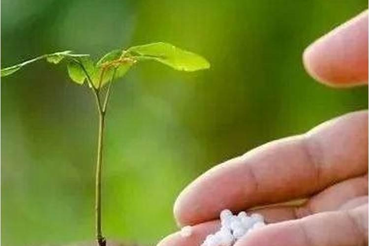 化肥在干土上溶解怎么办